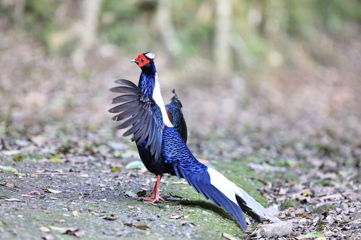賞鳥生態遊/新北廣興河濱公園 都市親山近水好去處