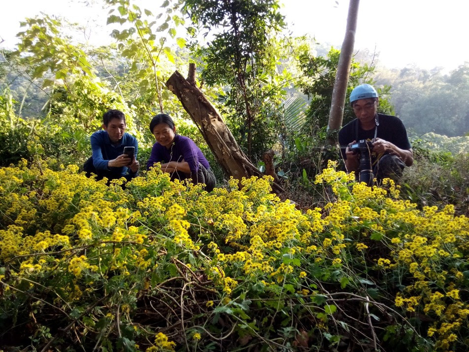 「山貓森林」在今年2月種下的新竹油菊,帶來數大便是美的驚喜,極具觀賞價值。(攝影大肚山學會山貓森林)