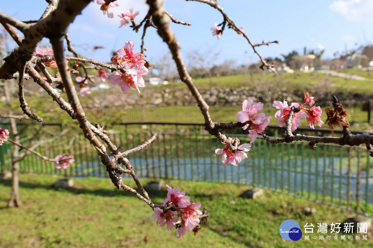 粉色系的河津櫻是石馬公園吸客亮點。(縣府提供)
