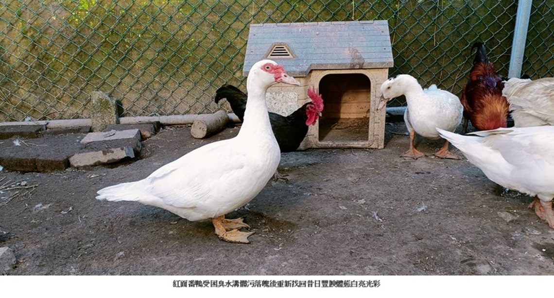 紅臉番鴨受困新莊汙水大排全身髒污落魄,新北動保員日日追蹤終獲救