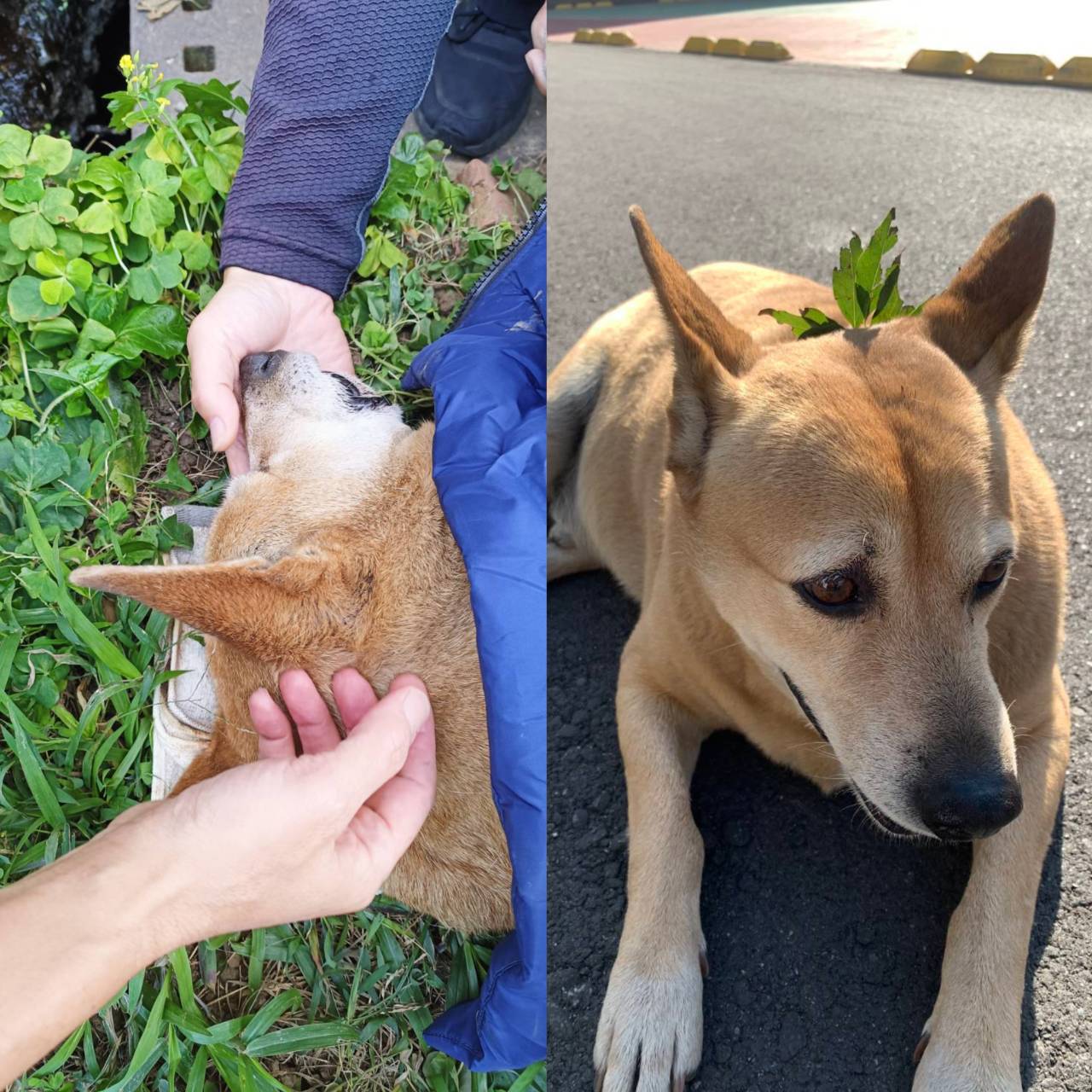 ▲米克斯犬「小黃」14年來不論寒暑陪伴保四總隊隊員執勤，有如隊部忠犬，因不敵病魔走完狗生，隊部員警集資為牠辦後事，含淚送「小黃」走完最後一程。（民眾提供）