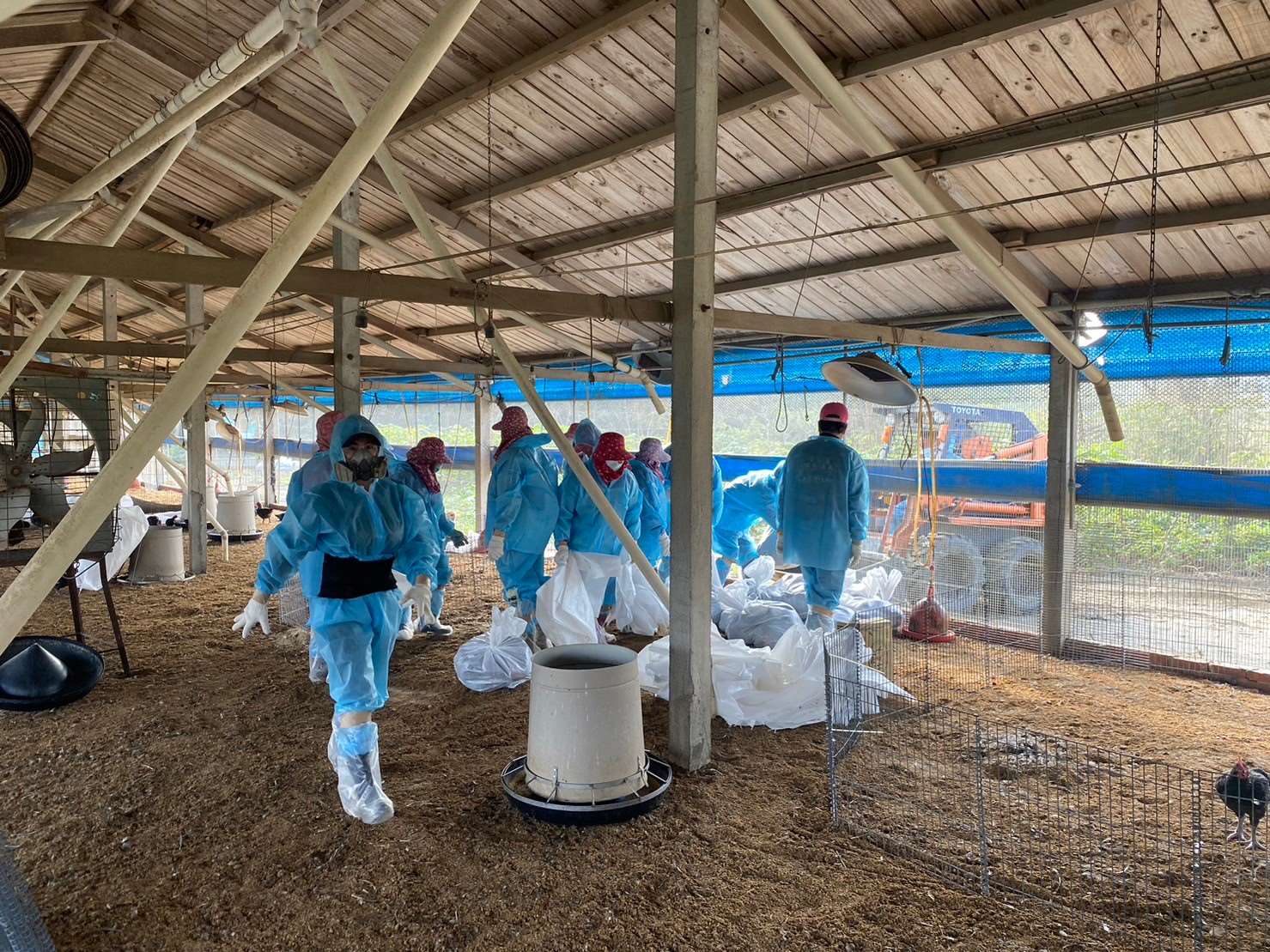 雲林東勢鄉1土雞場確診H5N1禽流感　18,112隻雞隻撲殺銷毀
