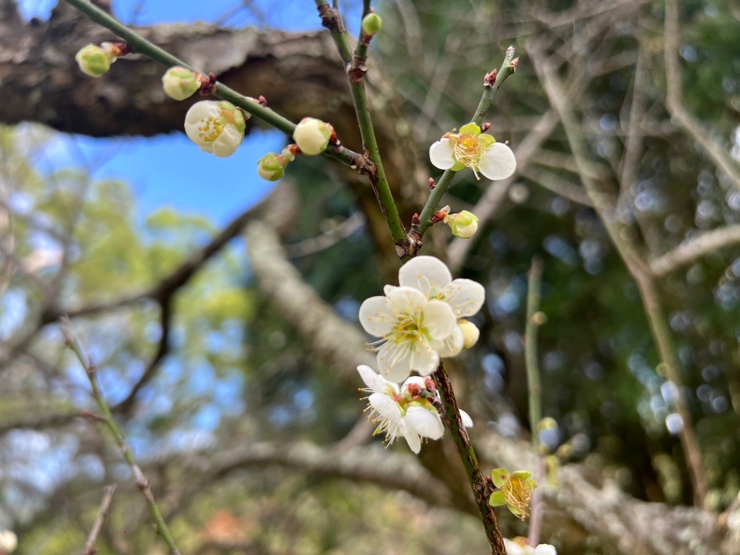 「探索北橫」冬季限定　角板山梅花季今開幕