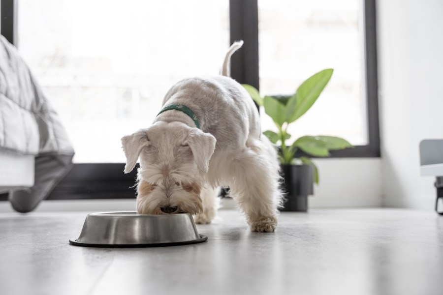 什錦MIX無穀凍乾主食犬餐 從裡到外的健康亮麗就靠這包搞定 222 cnews124240104a03