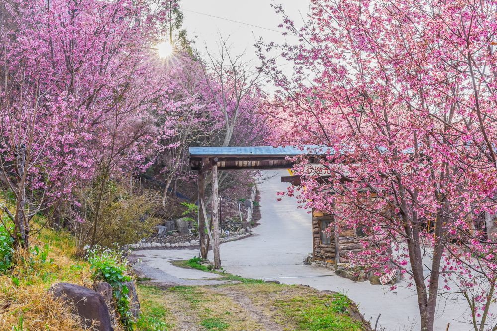 一生一定要有一次,走進上帝的部落-司馬庫斯。(圖來源/shutterstock)