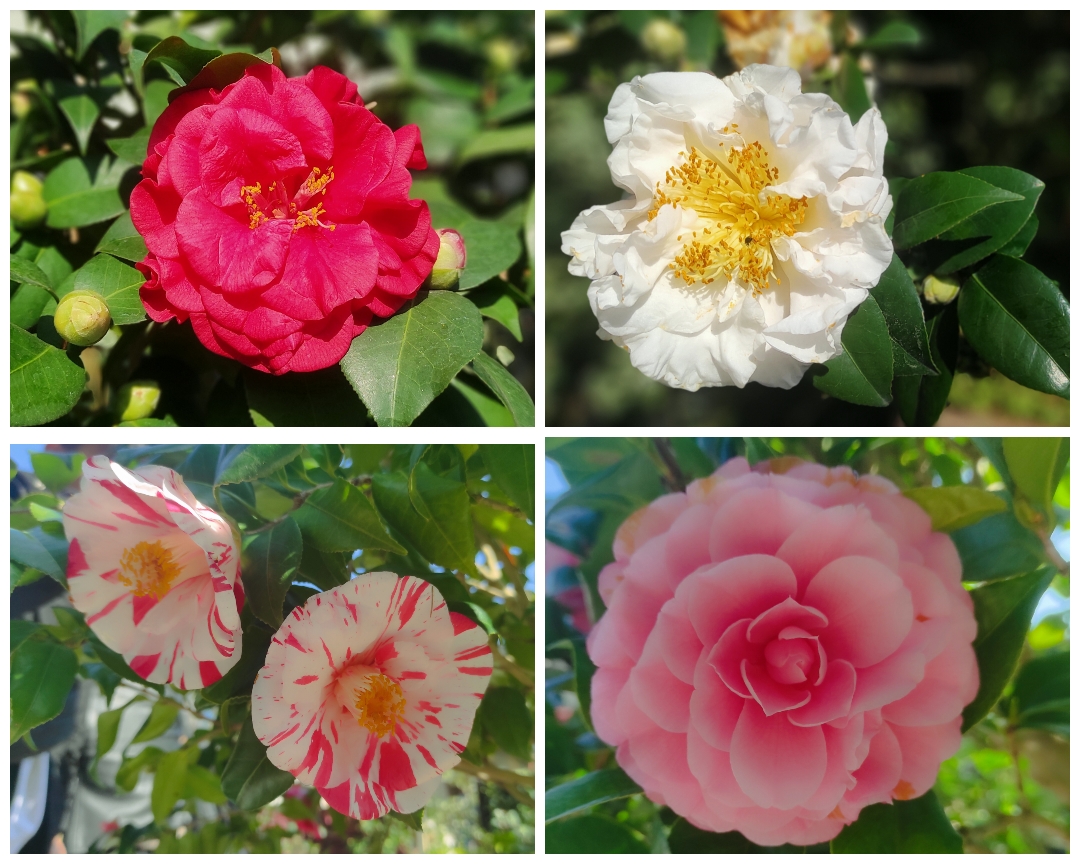 臺北茶花展開展，譜出陽明山賞花序曲