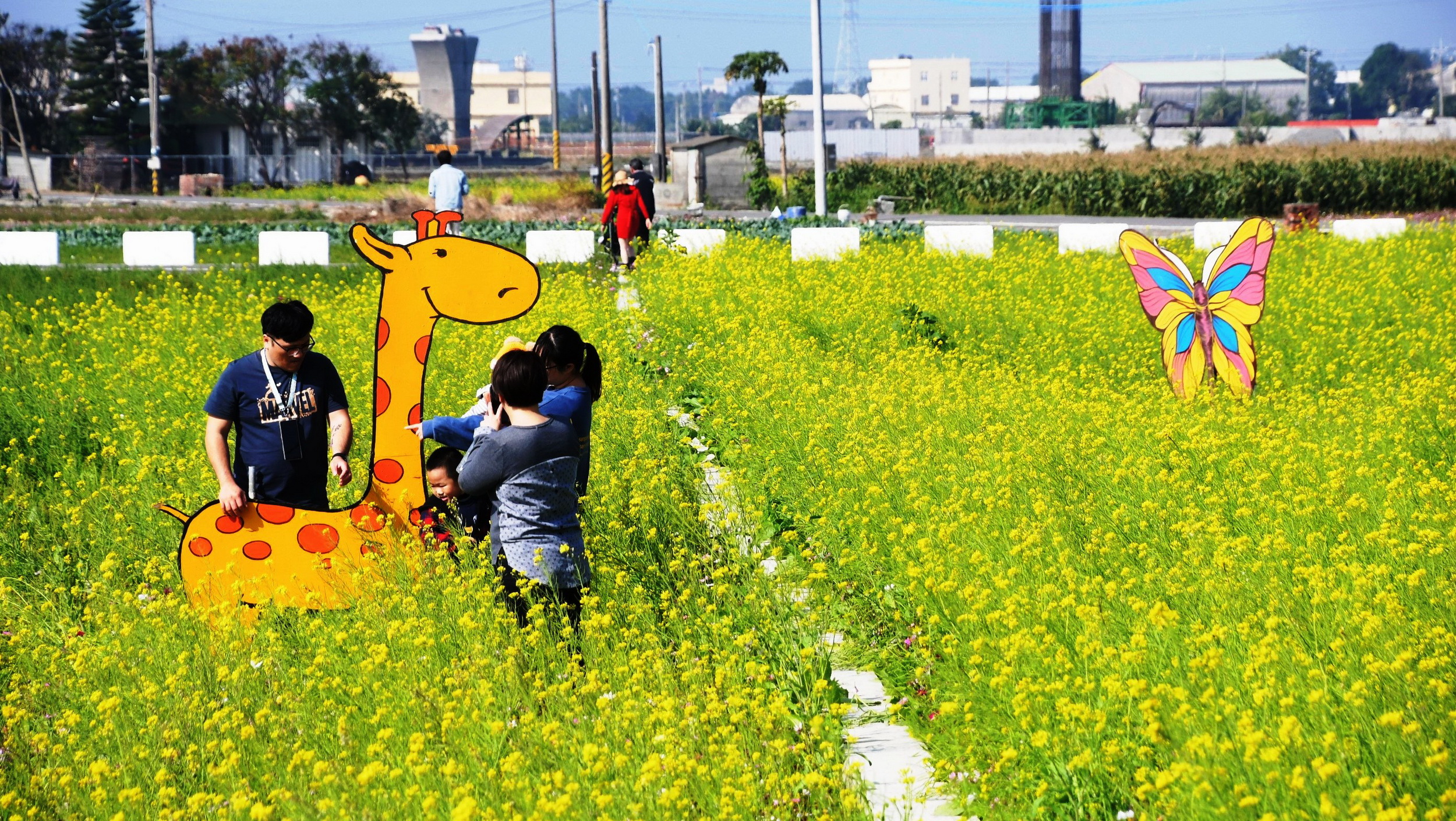 ▲埔鹽鄉南新社區發展協會舉辦「2024南新農村花海藝術節」，農田經過巧妙改種，讓向日葵、波斯菊等綻放成為繽紛花海，呈現出美不勝收的景象。（記者張溎壕攝）