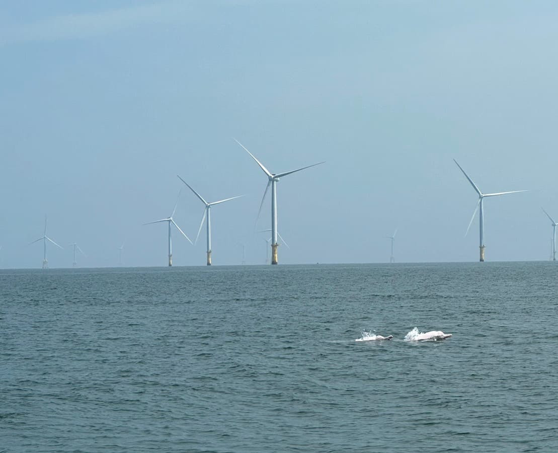 112年8月24日苗栗縣中港溪口白海豚與離岸風機共存。（圖／海保署）