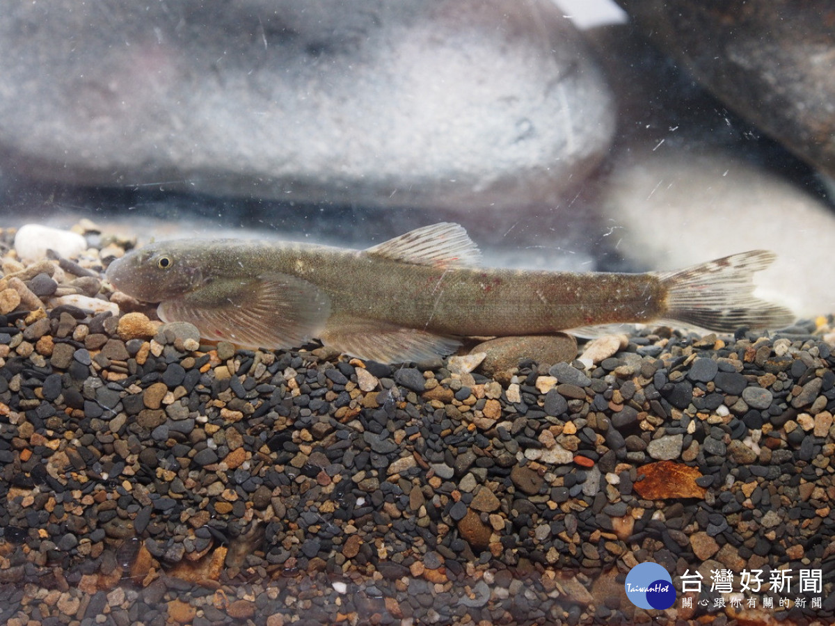 圖2、臺灣間爬岩鰍(Hemimyzon formosanus) （圖/玉管處提供）<br /><br /> <br /><br /> 