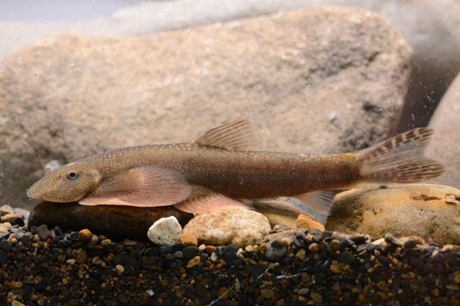 玉山園區首次發現臺灣特有新種淡水魚類 玉山間爬岩鰍