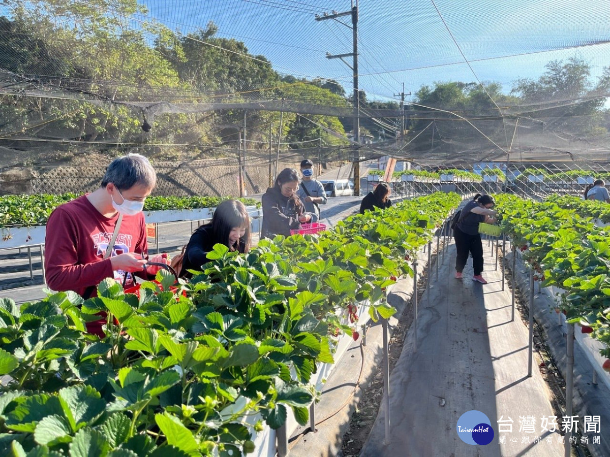 幸福花之島冷凍草莓工坊。