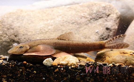 台灣最高的玉山園區首次發現臺灣特有新種淡水魚類