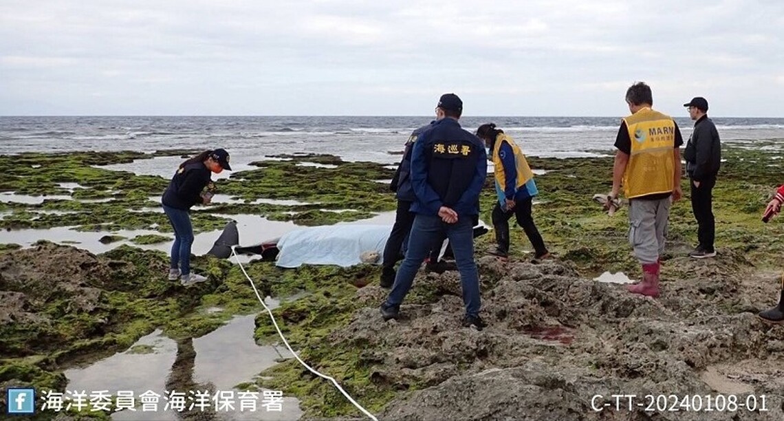 海保署嚴正譴責綠島稀有鯨豚遭割肉事件 呼籲民眾協助破案獎勵金最高20萬元