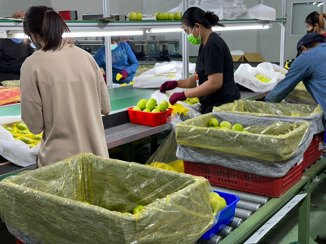 2024年屏東蜜棗鮮採集貨進行低溫檢疫 1月下旬外銷日本批發市場