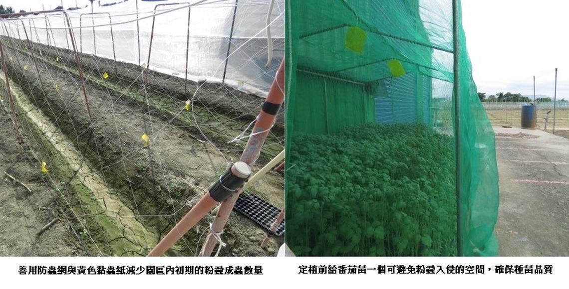 露天小果番茄瘋欉真棘手 導入IPM管理強化防治效果