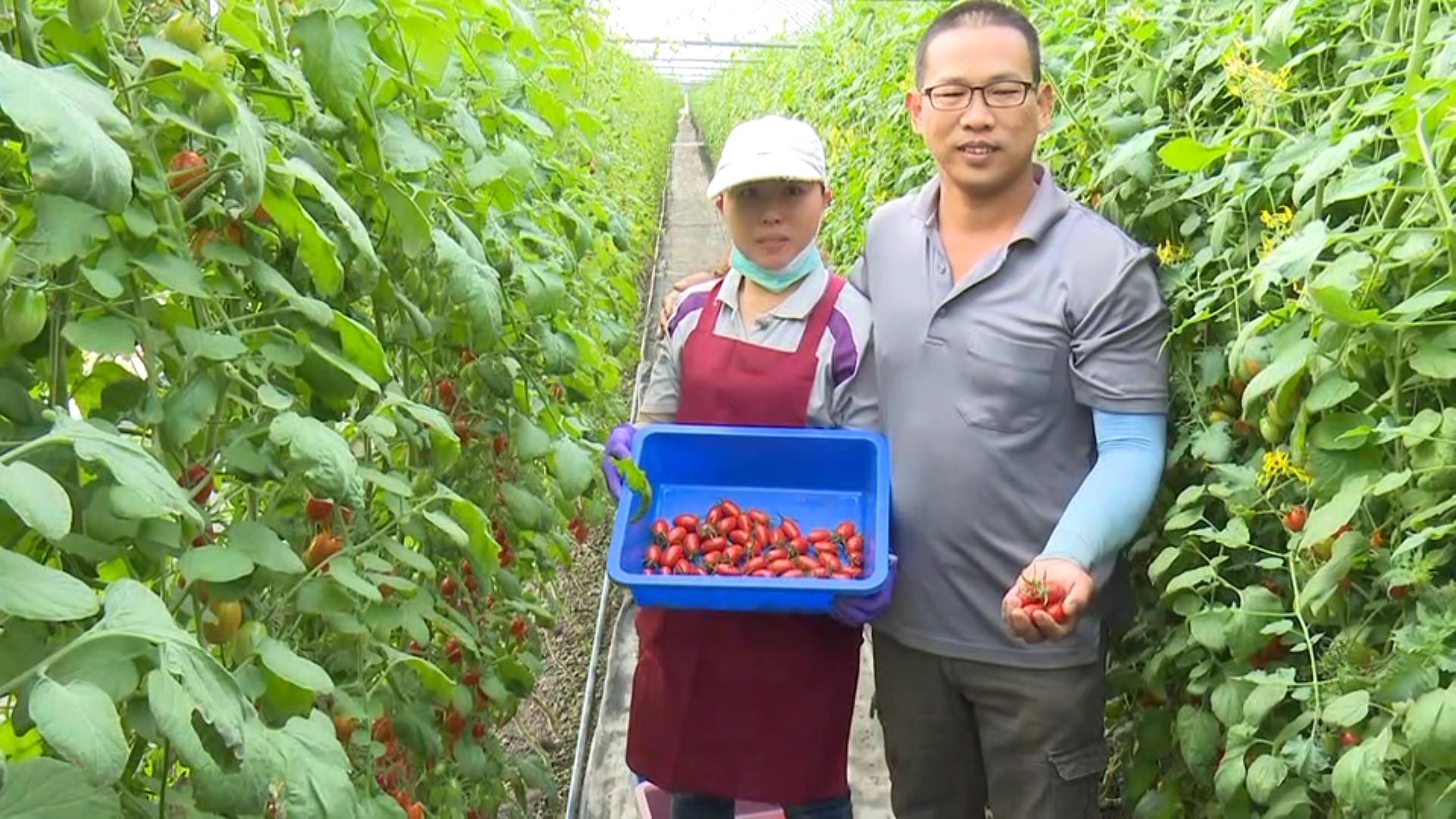 ▲2023健康優質設施小果番茄競賽，彰化縣果農傲視群雄，四組參賽全數奪得獎項，唐炯凱農友更榮獲全國冠軍寶座，彰化縣長王惠美送上紅榜祝賀。（記者張溎壕攝）