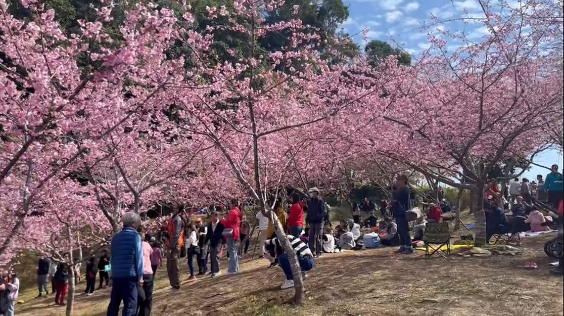 高雄桃源櫻花大爆「花」 世外「桃源」 布農網紅遊仙境之旅