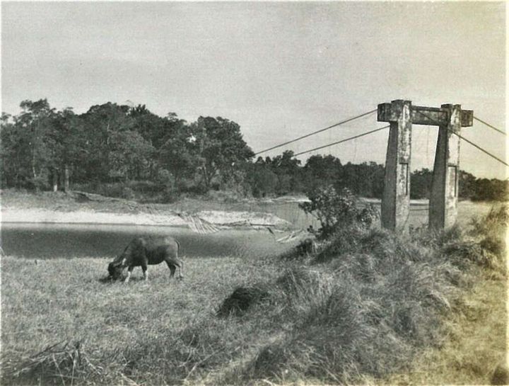 年節走春/虎頭埤風景區地標「虎月吊橋」的前世今生