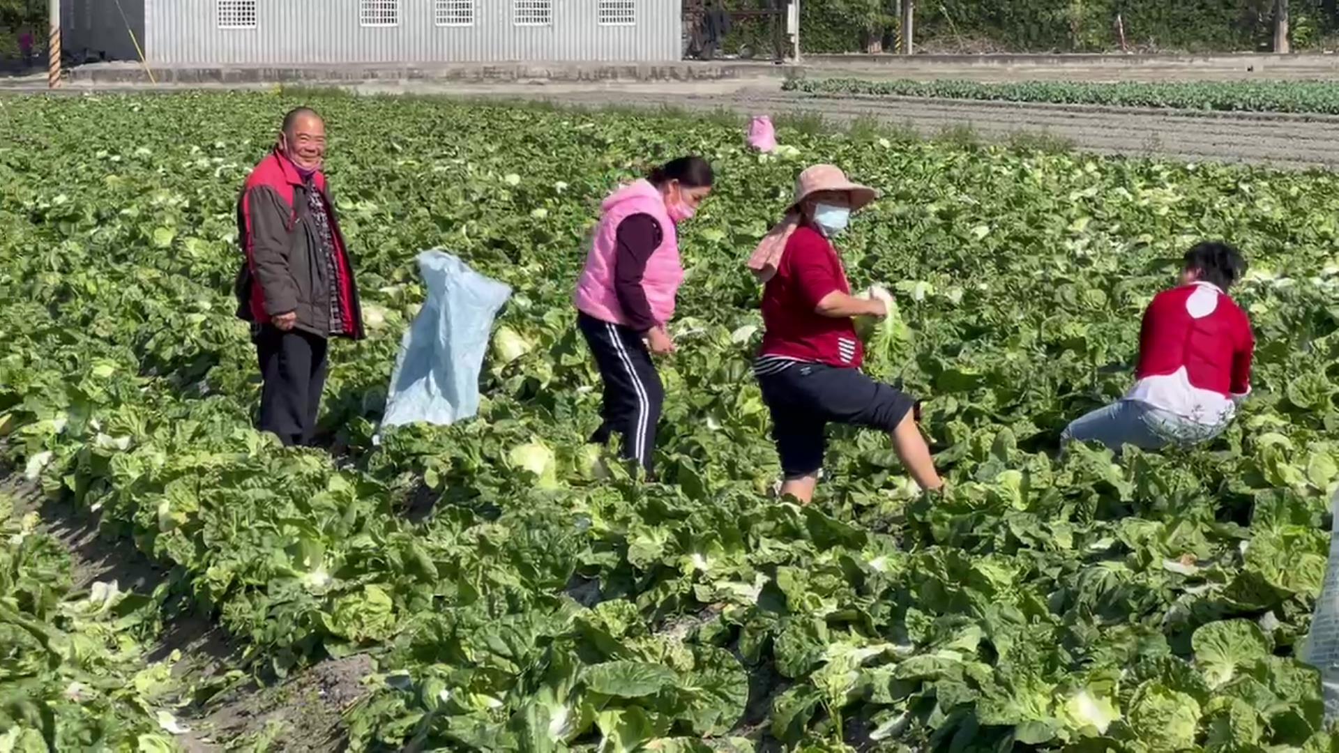 ▲冬季蔬菜價格急遽下滑,尤其是包心白菜和高麗菜,使得不少農民面臨巨大損失,有些農民不得已開放田間免費自採,採不完的就地耕除當綠肥。(記者張溎壕攝)