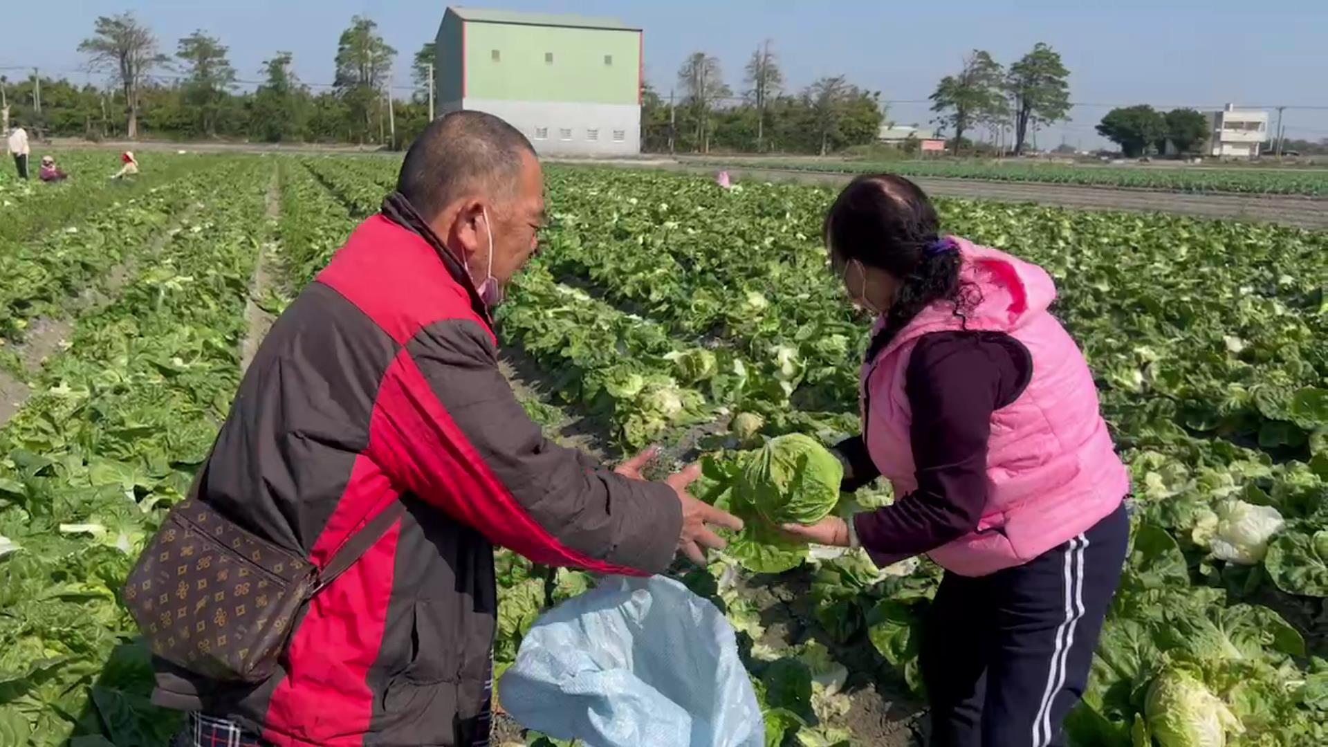 ▲冬季蔬菜價格急遽下滑，尤其是包心白菜和高麗菜，使得不少農民面臨巨大損失，有些農民不得已開放田間免費自採，採不完的就地耕除當綠肥。（記者張溎壕攝）