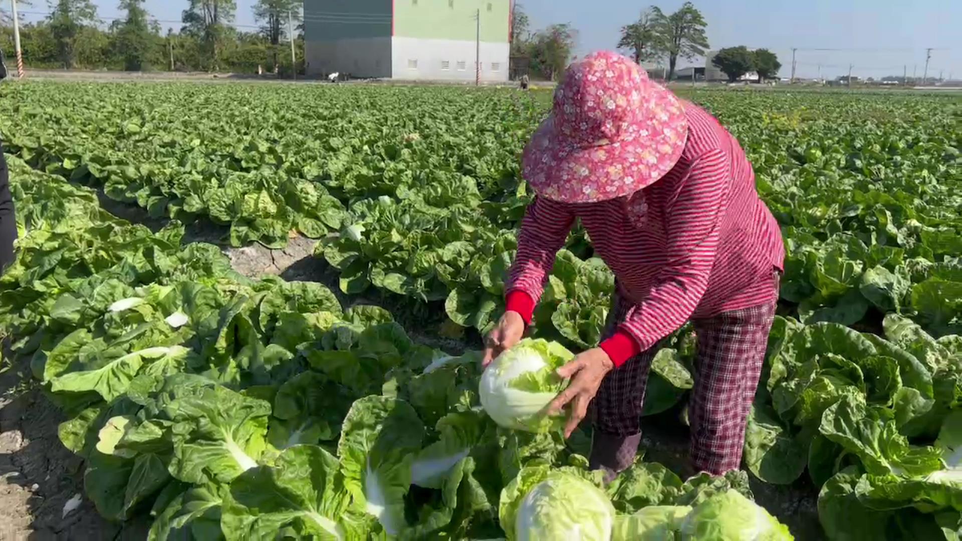 ▲冬季蔬菜價格急遽下滑，尤其是包心白菜和高麗菜，使得不少農民面臨巨大損失，有些農民不得已開放田間免費自採，採不完的就地耕除當綠肥。（記者張溎壕攝）