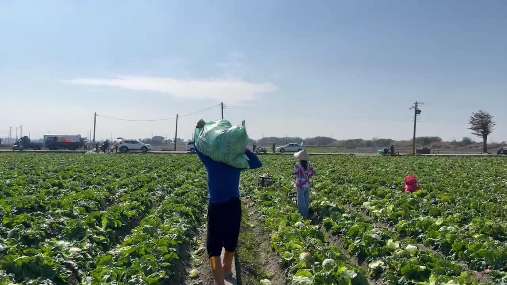 ▲冬季蔬菜價格急遽下滑，尤其是包心白菜和高麗菜，使得不少農民面臨巨大損失，有些農民不得已開放田間免費自採，採不完的就地耕除當綠肥。（記者張溎壕攝）