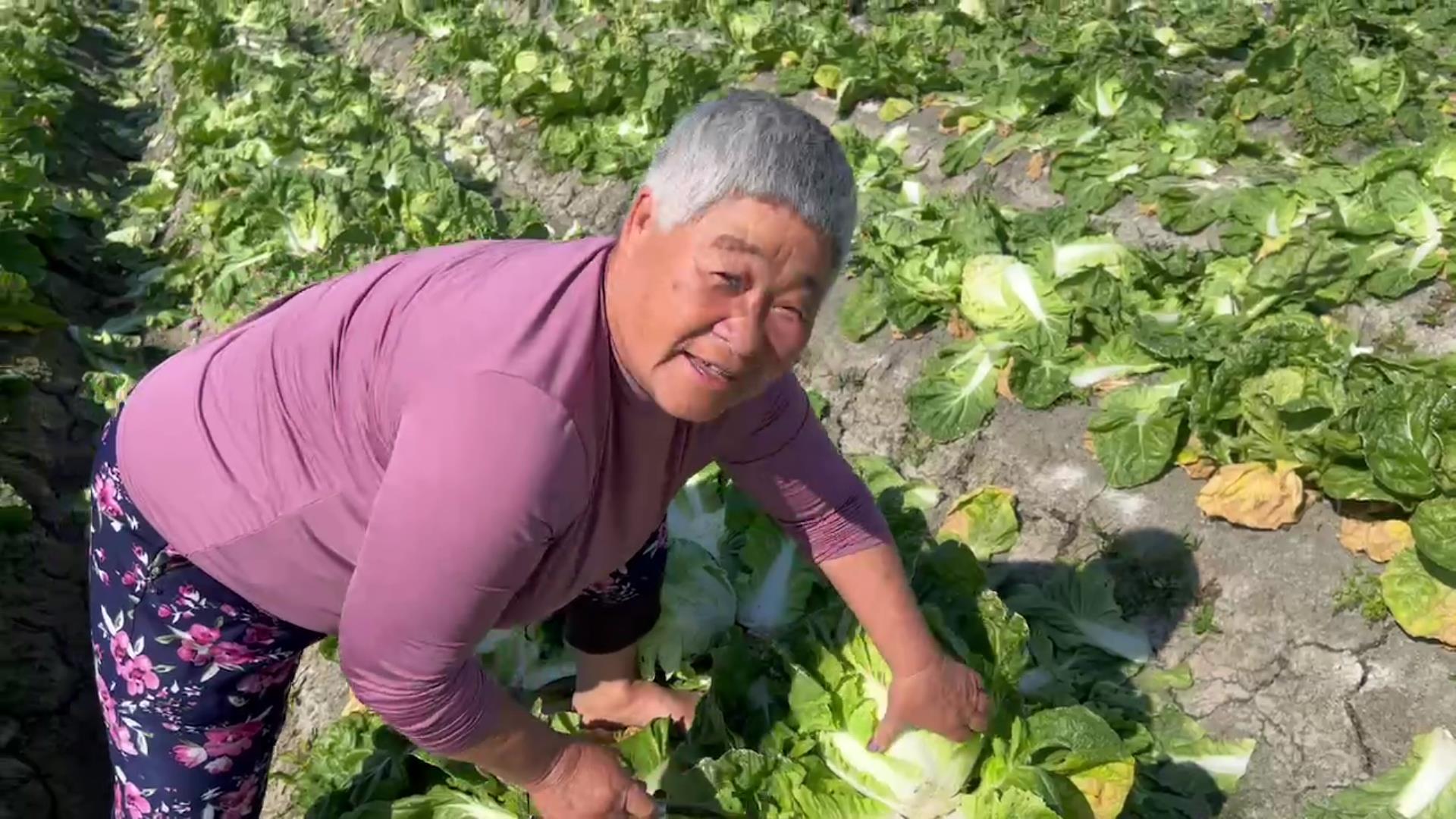 ▲冬季蔬菜價格急遽下滑，尤其是包心白菜和高麗菜，使得不少農民面臨巨大損失，有些農民不得已開放田間免費自採，採不完的就地耕除當綠肥。（記者張溎壕攝）