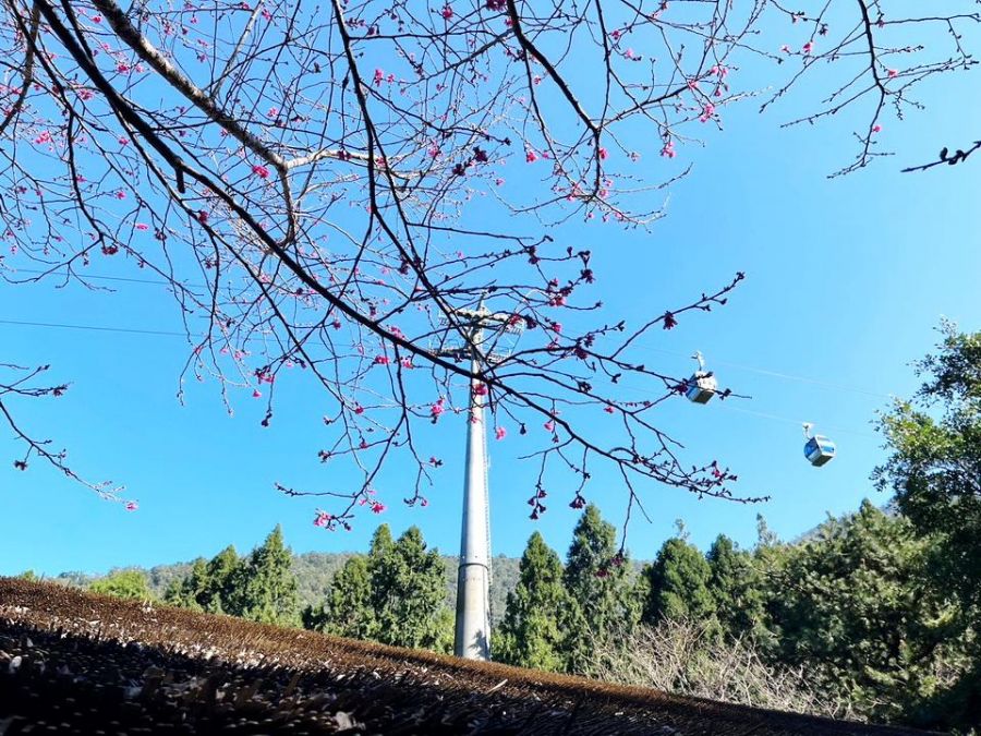 九族文化村推出寒假賞櫻優惠 六種櫻花將陸續接力綻放