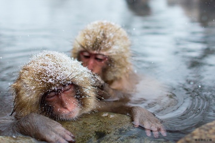 看猴子們泡在露天溫泉好舒服的可愛模樣,讓人忍不住想要直按快門! 圖:Tripadvisor株式會社/提供