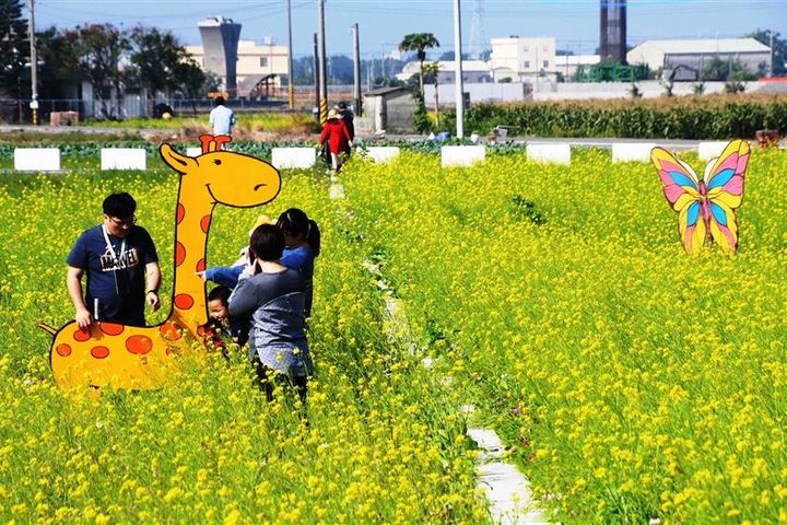 春遊彰化賞花海「南新農村花海藝術節」繽紛登場