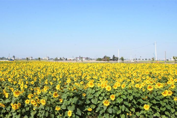 春遊彰化賞花海「南新農村花海藝術節」繽紛登場