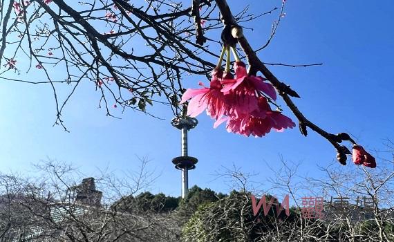 今年櫻花將提早開 九族推出寒假優惠價鼓勵民眾搶先賞櫻