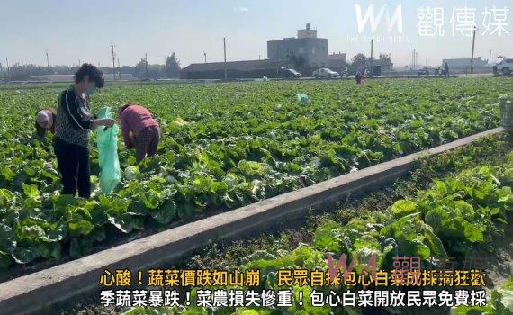 (有影片)/心酸!蔬菜價跌如山崩 民眾自採包心白菜成採摘狂歡