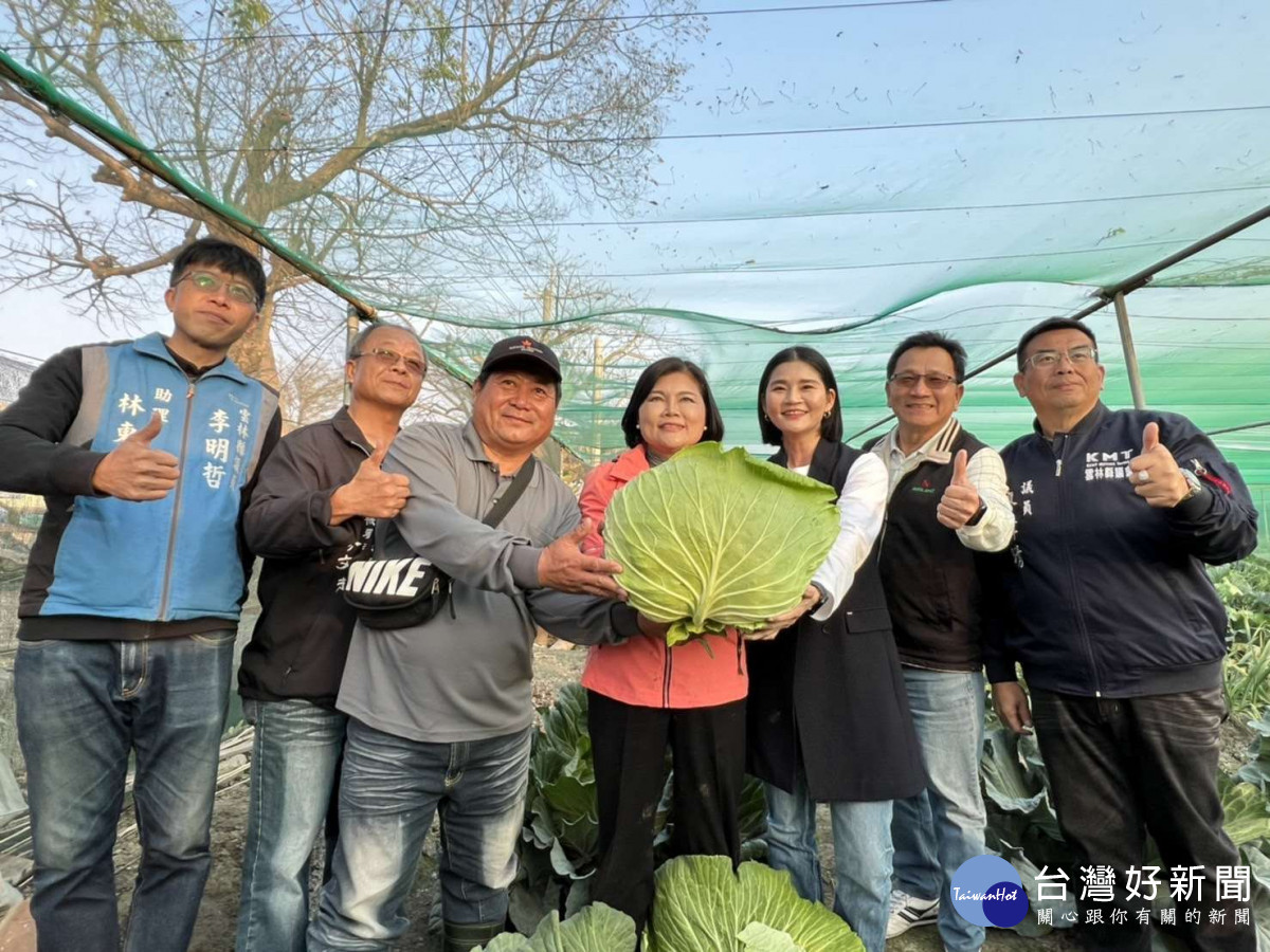 雲林二崙鄉巨無霸高麗菜熟成，即日起開放民眾現場「採」購／林詩涵翻攝