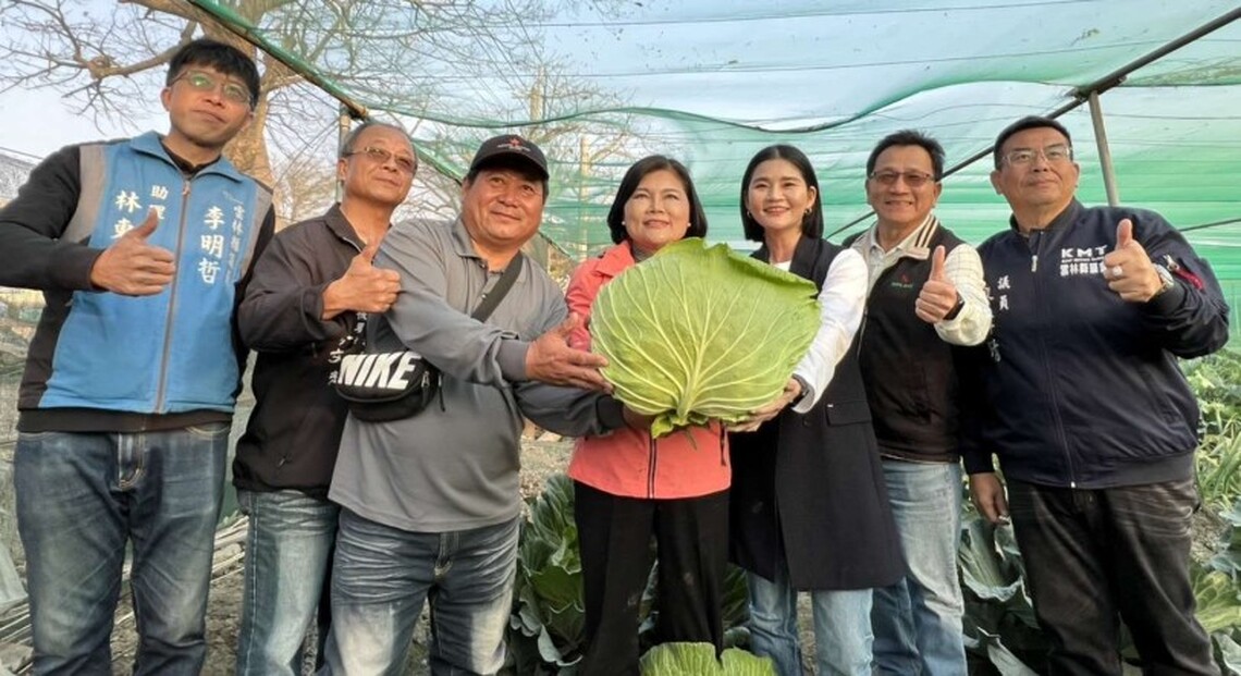 二崙鄉巨無霸高麗菜熟成 開放消費者「採」購