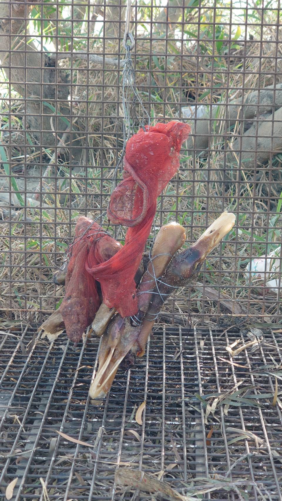 ▲中彰交界貓羅溪河床邊發現一個大鐵籠子內吊掛著煮熟的鴨頭,質疑捕狗後宰殺販售,當成「香肉」進補。(民眾提供)