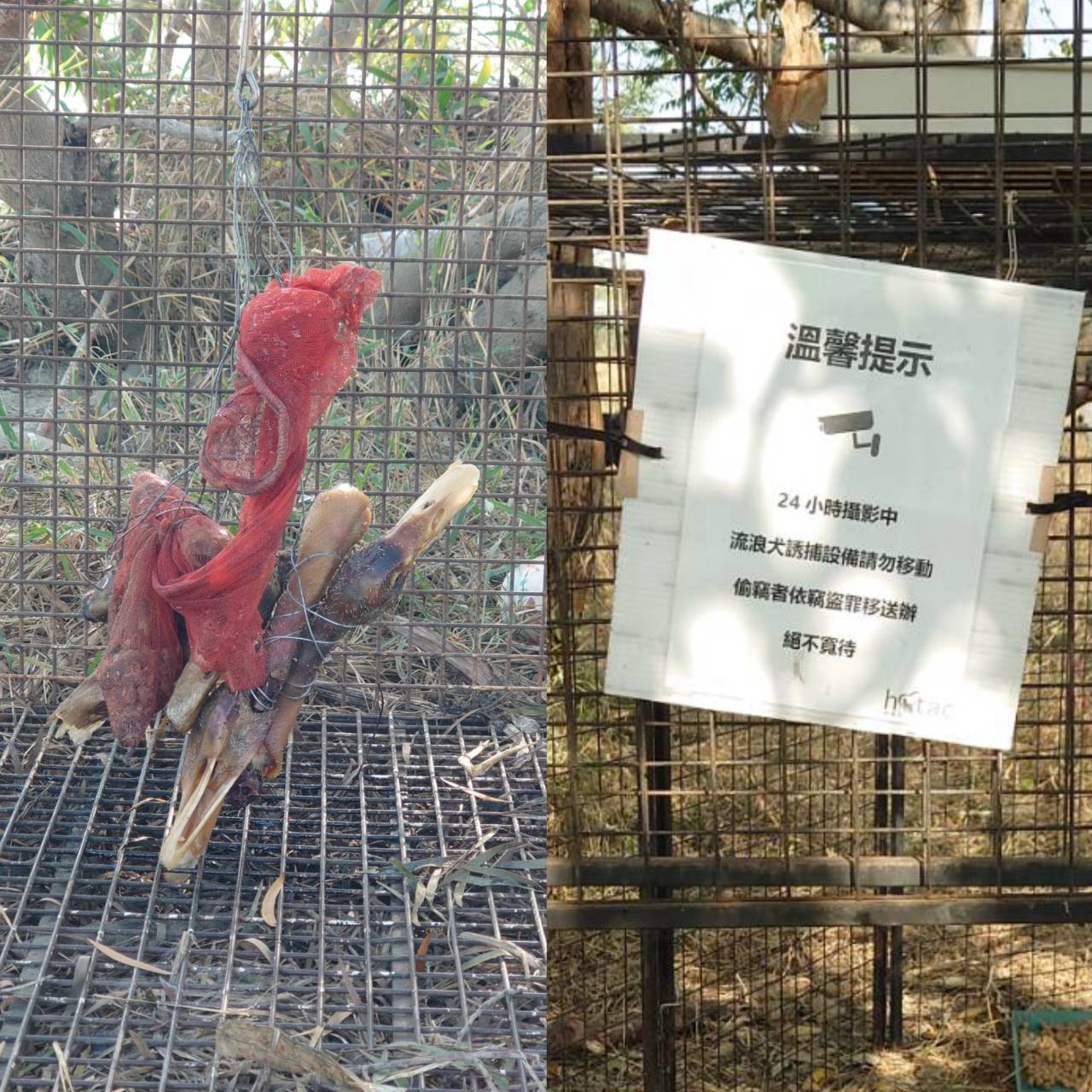 ▲中彰交界貓羅溪河床邊發現一個大鐵籠子內吊掛著煮熟的鴨頭，質疑捕狗後宰殺販售，當成「香肉」進補。（民眾提供）