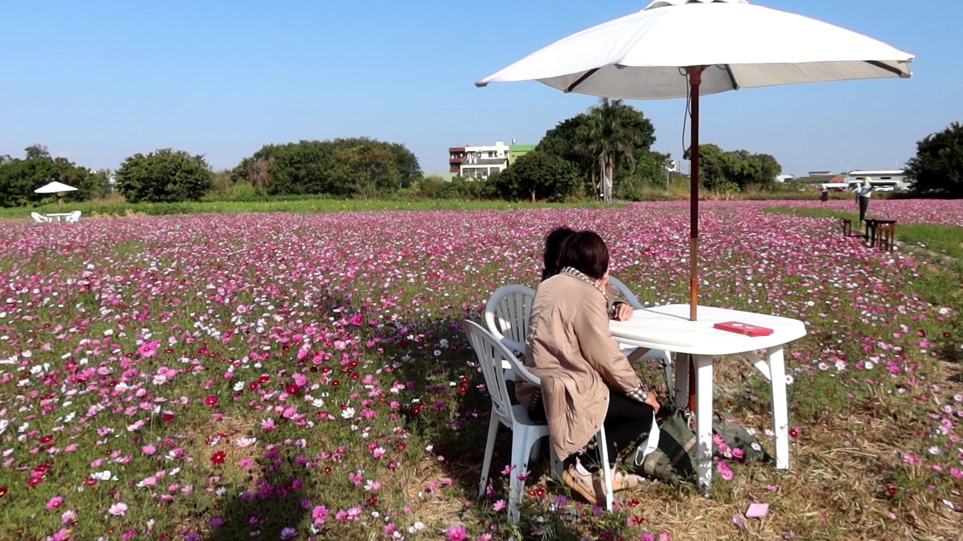 ▲彰化市公所打造逾8公頃的遼闊花海，市長林世賢歡迎大家前來賞花，探索白、粉、桃、紅的花花世界，感受花開正好的浪漫氛圍。（記者張溎壕攝）