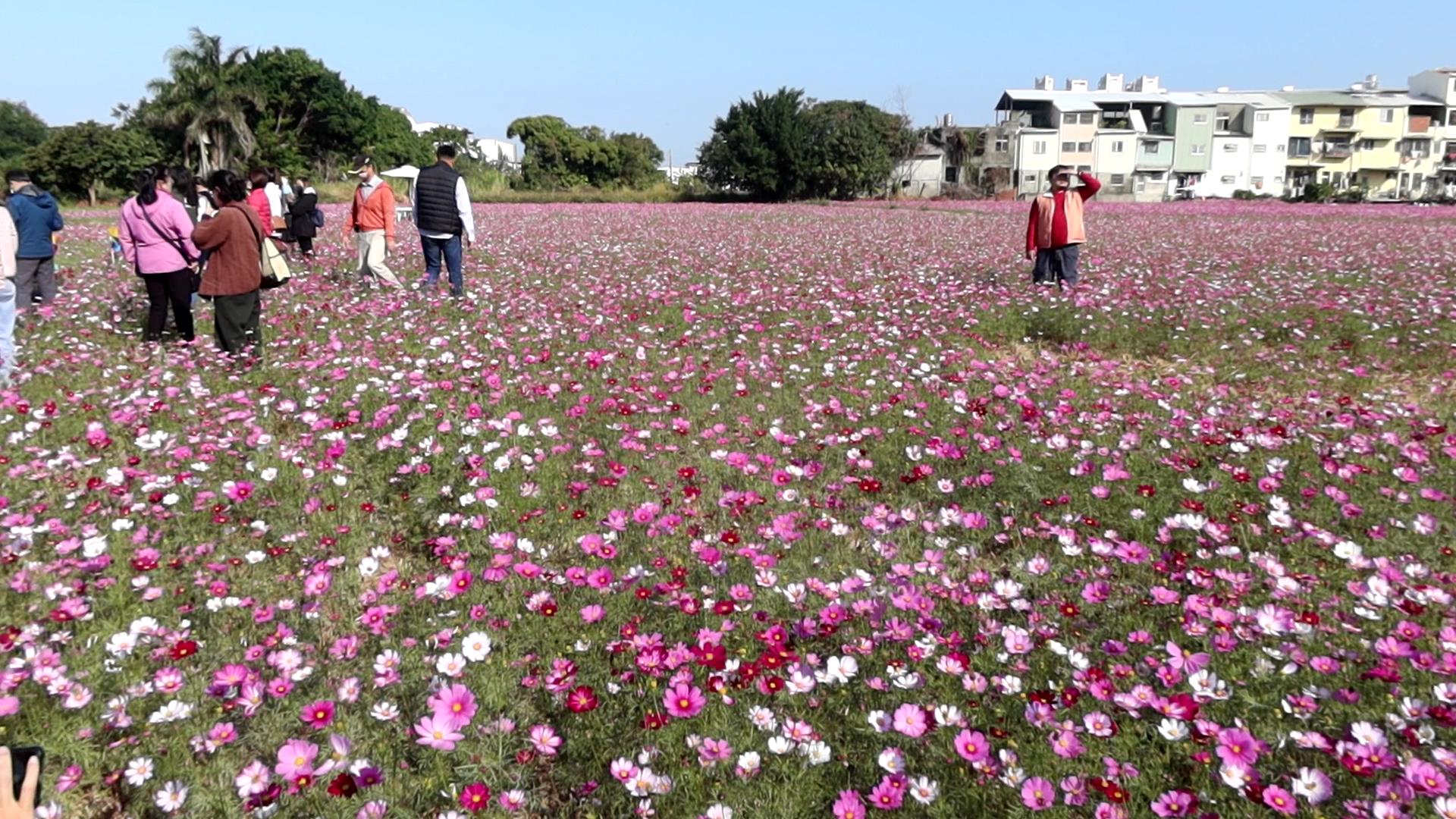 ▲彰化市公所打造逾8公頃的遼闊花海，市長林世賢歡迎大家前來賞花，探索白、粉、桃、紅的花花世界，感受花開正好的浪漫氛圍。（記者張溎壕攝）