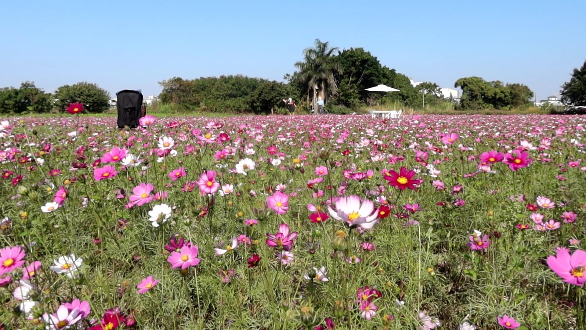 ▲彰化市公所打造逾8公頃的遼闊花海，市長林世賢歡迎大家前來賞花，探索白、粉、桃、紅的花花世界，感受花開正好的浪漫氛圍。（記者張溎壕攝）