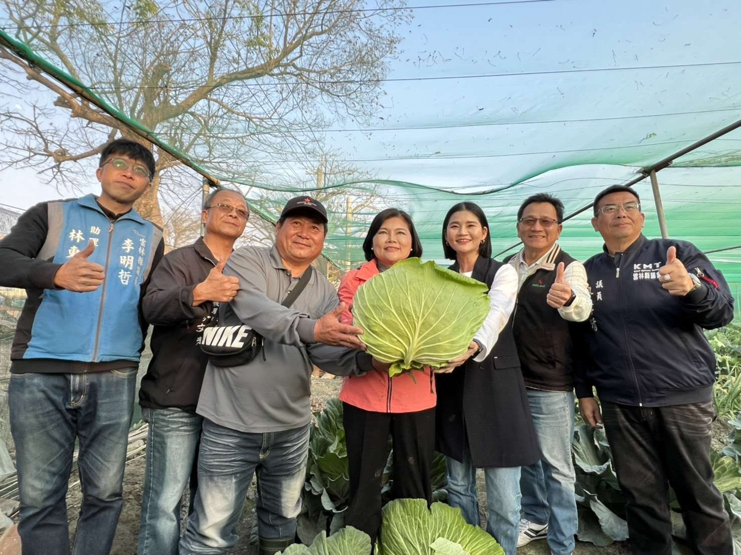 二崙鄉巨無霸高麗菜熟成 開放消費者「採」購