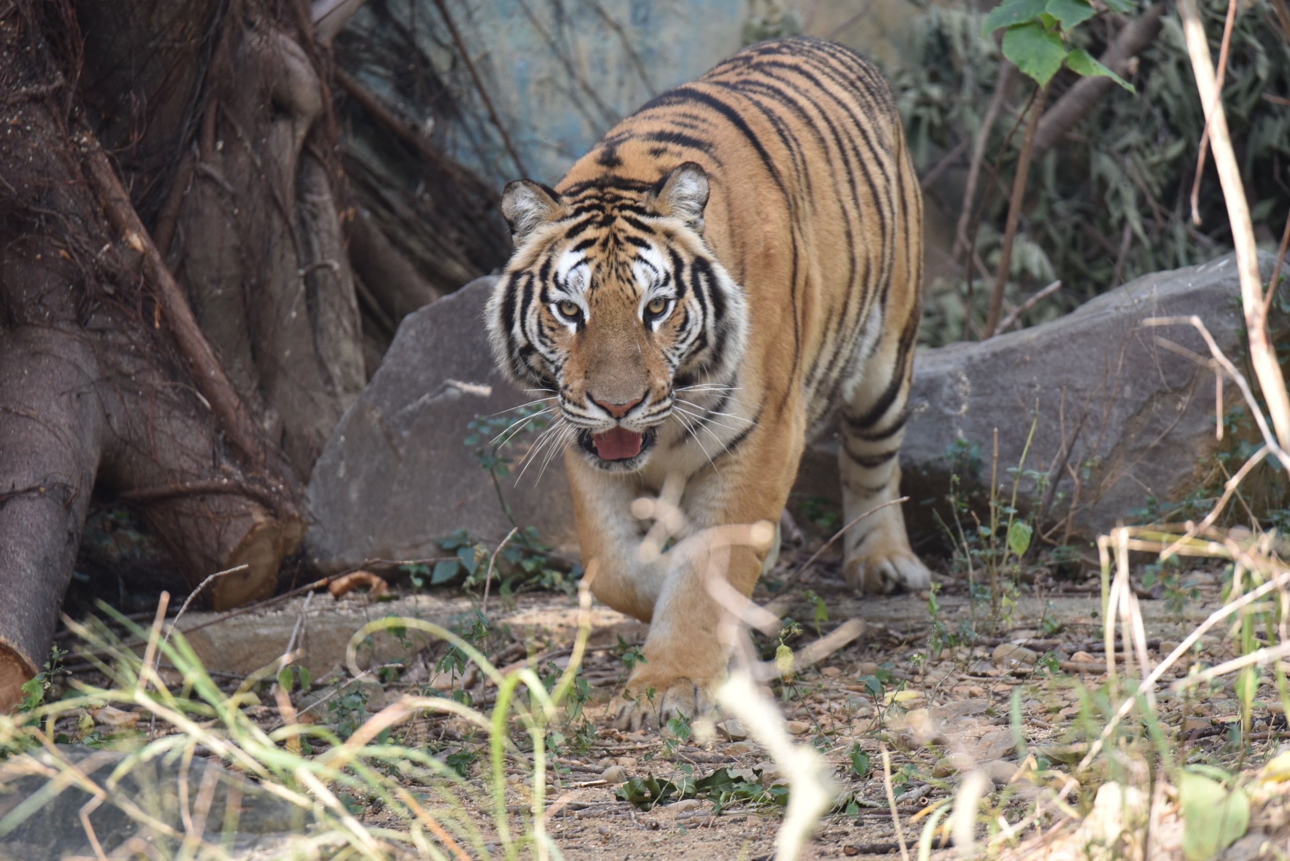 新成員加入!新竹市動物園向六福村借展孟加拉虎