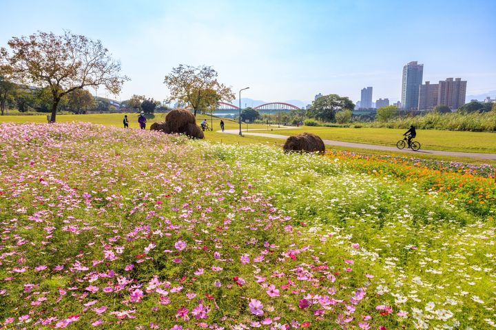 超爆美!台北市區現花海 古亭河濱公園打球、慢跑享繁花圍繞時光