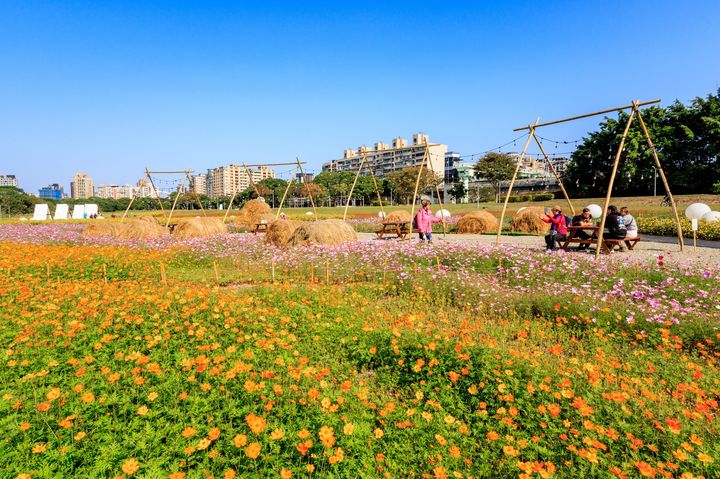 超爆美!台北市區現花海 古亭河濱公園打球、慢跑享繁花圍繞時光