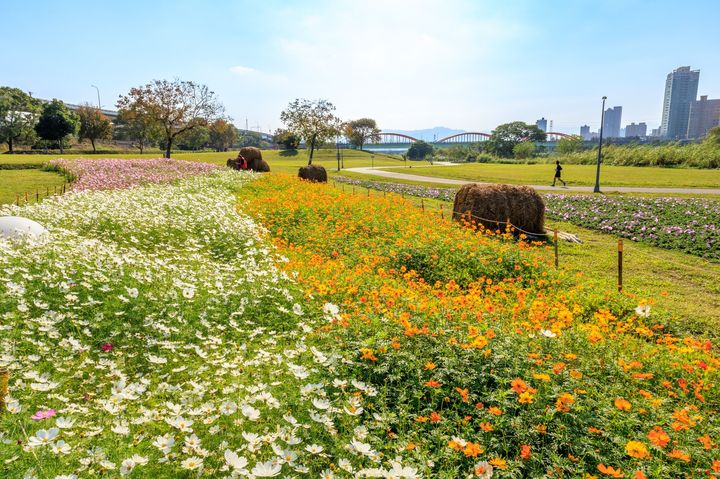 超爆美!台北市區現花海 古亭河濱公園打球、慢跑享繁花圍繞時光