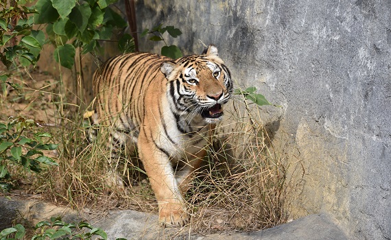 新竹動物園加入新成員孟加拉虎 寒假結束辦命名活動