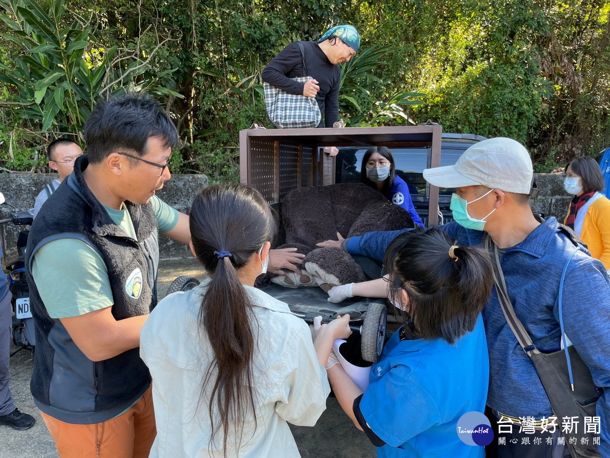 模擬將受傷並且麻醉後的黑熊抬上運輸籠,以復甦姿勢放置黑熊。(圖/林業保育署南投分署提供)<br /><br /> <br /><br />