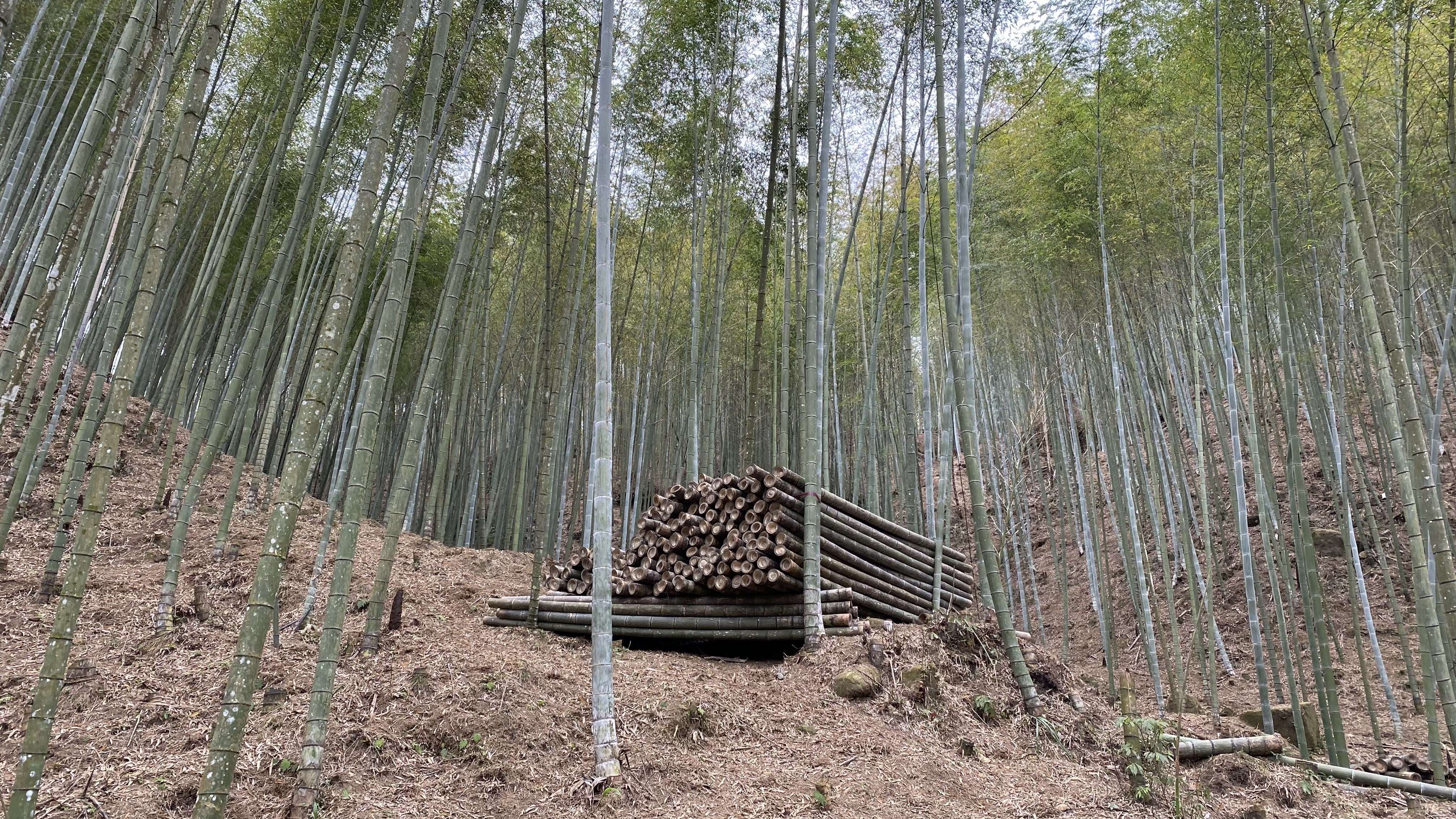 雲縣府石壁竹創森計畫：碳匯研究與碳中和、邁向淨零政策持續發展