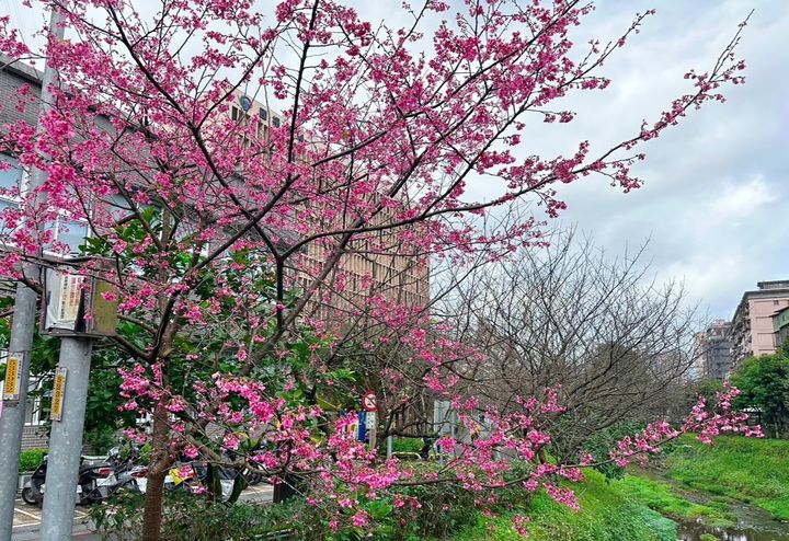 新北「蒔花好綻」迎來櫻花季 山櫻花打頭陣悄然綻放