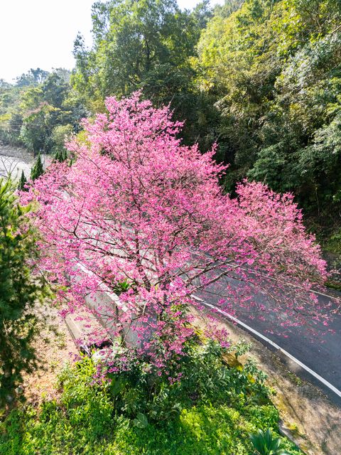 新北「蒔花好綻」迎來櫻花季 山櫻花打頭陣悄然綻放